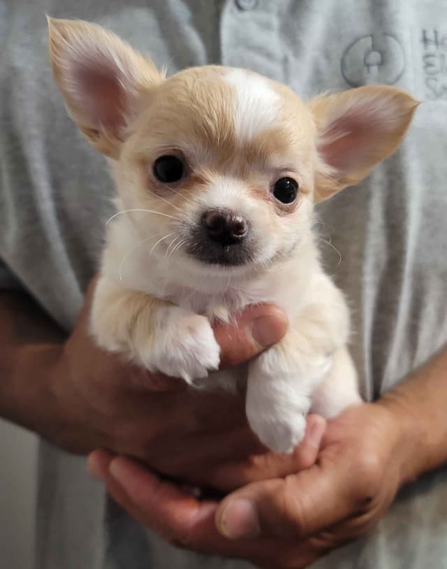 Champion Sired Long Coat Chihuahua Puppies media 5