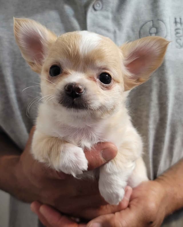 Champion Sired Long Coat Chihuahua Puppies media 6