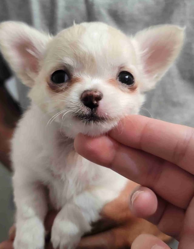 Champion Sired Long Coat Chihuahua Puppies media 2