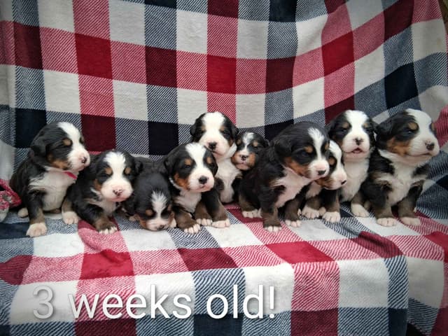 Bernese Mountain Dog Puppies media 5