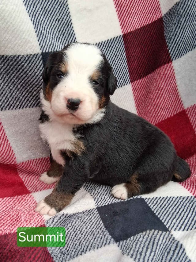 Bernese Mountain Dog Puppies media 6