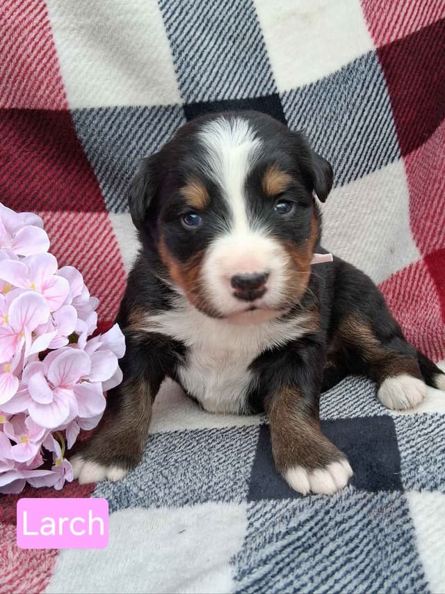 Bernese Mountain Dog Puppies media 7