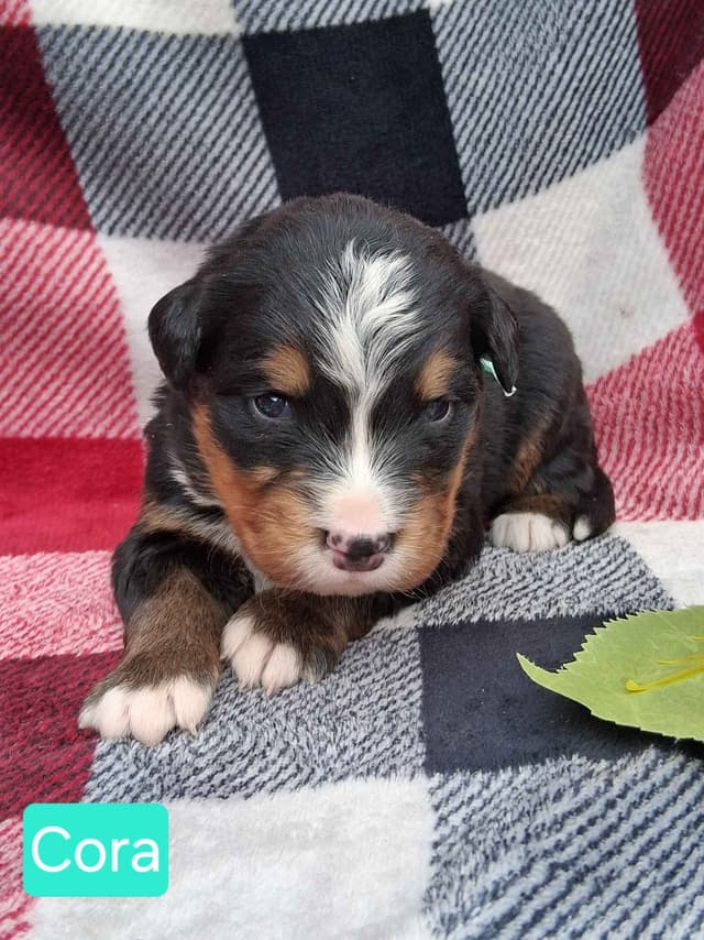 Bernese Mountain Dog Puppies media 8