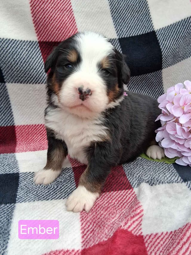 Bernese Mountain Dog Puppies media 9