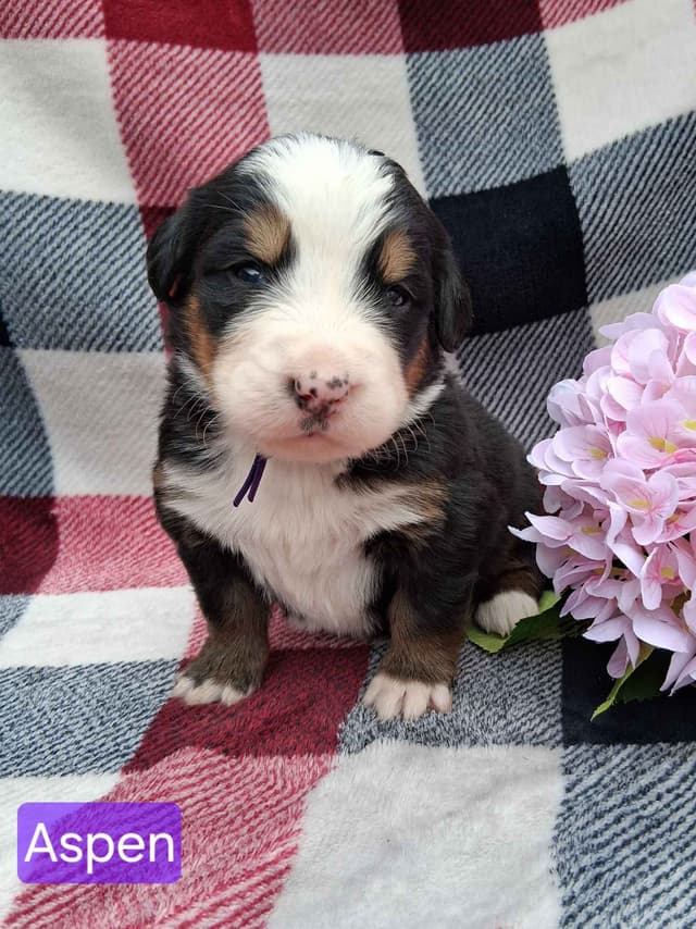 Bernese Mountain Dog Puppies media 10
