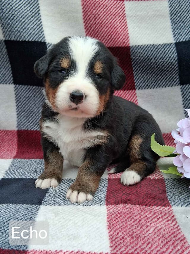 Bernese Mountain Dog Puppies media 11