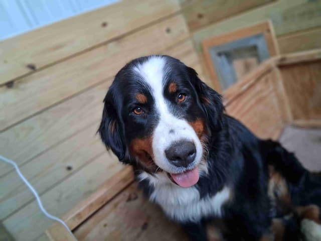 Bernese Mountain Dog Puppies media 13