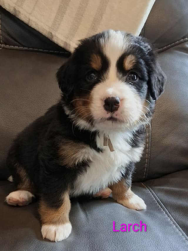Bernese Mountain Dog Puppies media 15
