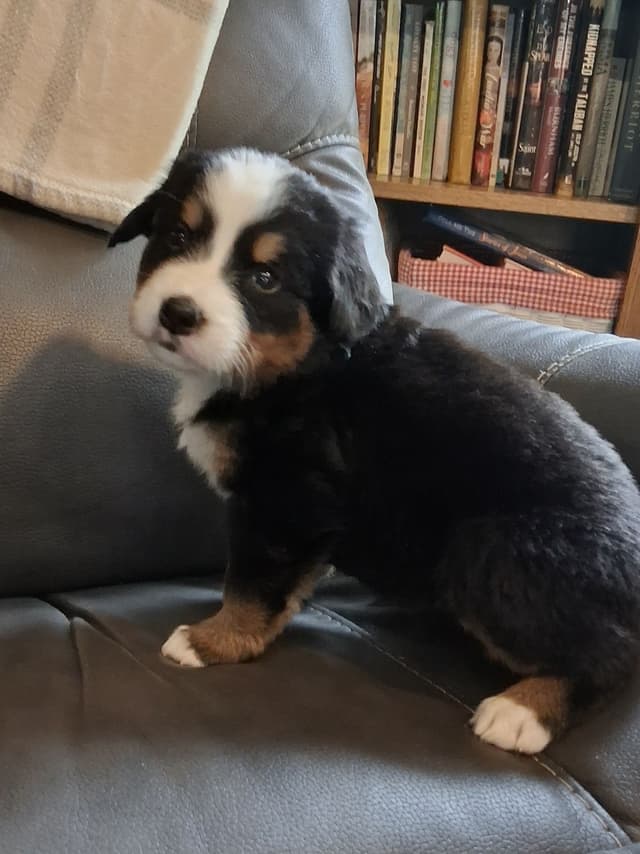 Bernese Mountain Dog Puppies media 16