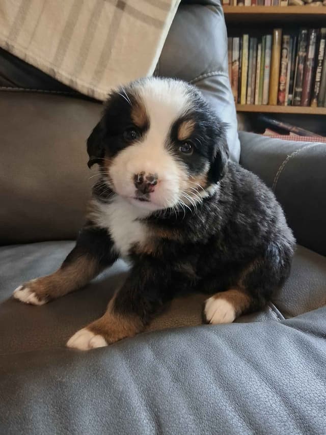 Bernese Mountain Dog Puppies media 17