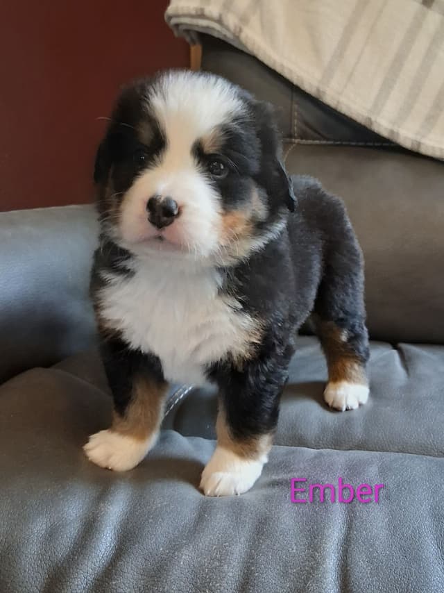 Bernese Mountain Dog Puppies media 18