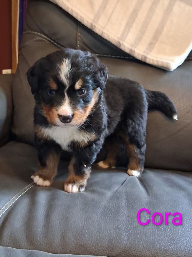 Bernese Mountain Dog Puppies media 19