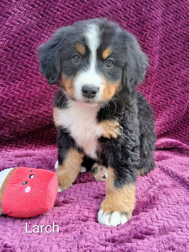 Bernese Mountain Dog Puppies media 3