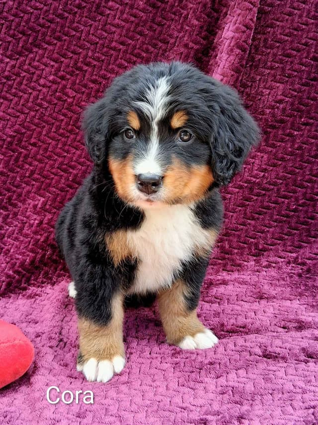 Bernese Mountain Dog Puppies media 2