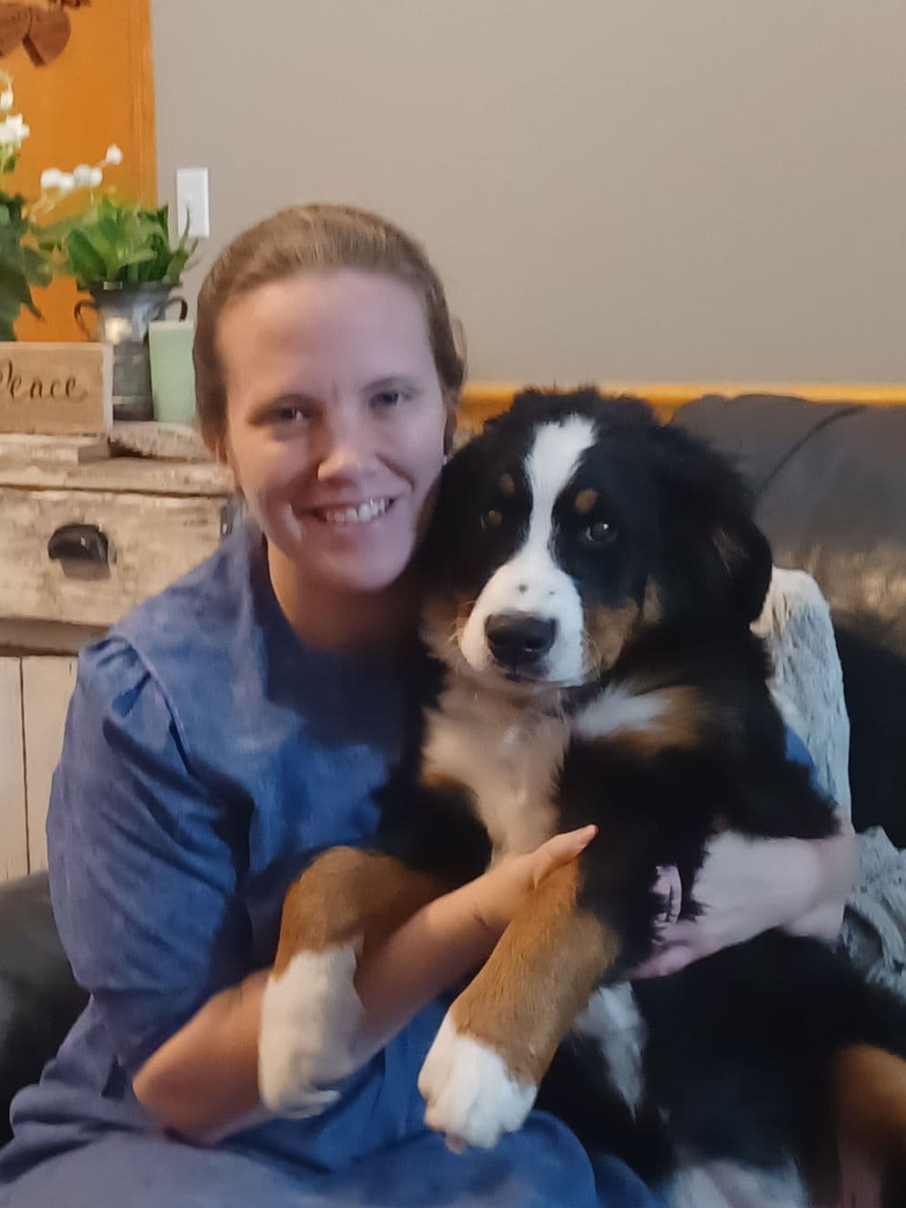 Bernese Mountain Dog Puppies breeder image 1