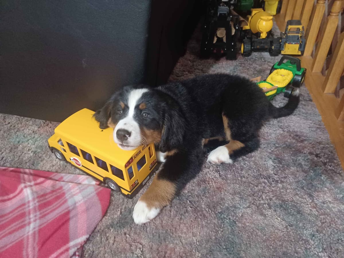 Bernese Mountain Dog Puppies breeder image 2