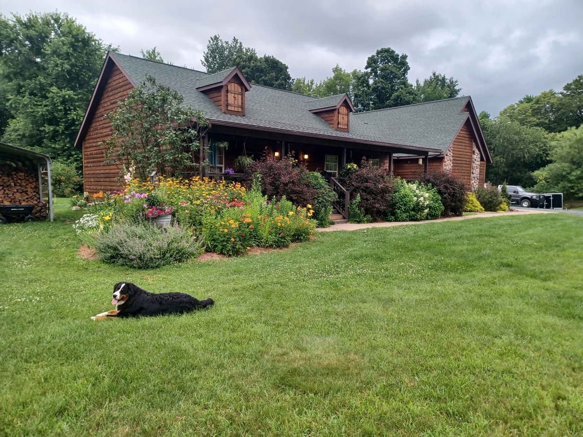 Bernese Mountain Dog Puppies breeder image 3