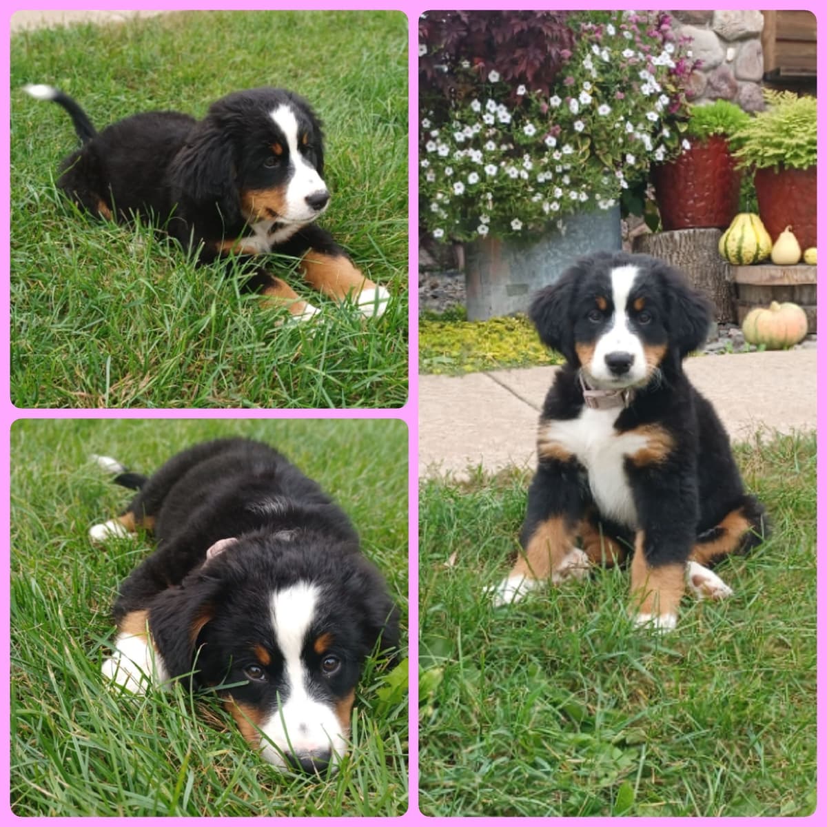 Bernese Mountain Dog Puppies breeder image 5