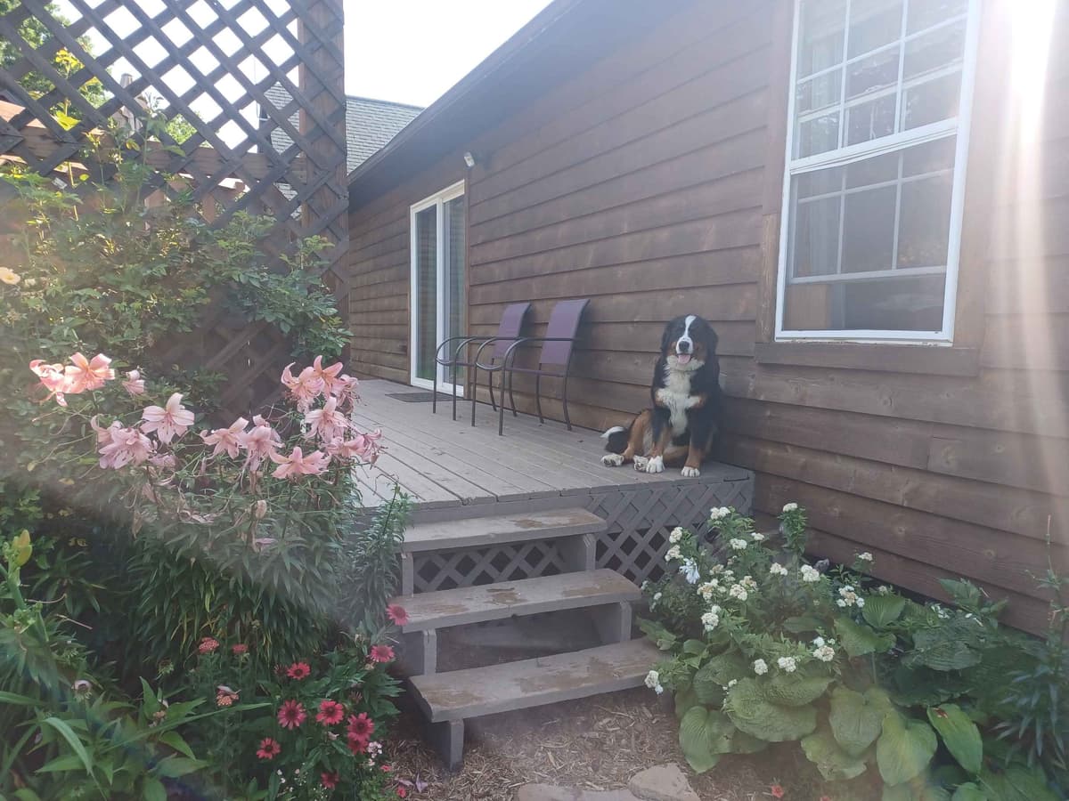 Bernese Mountain Dog Puppies breeder image 6