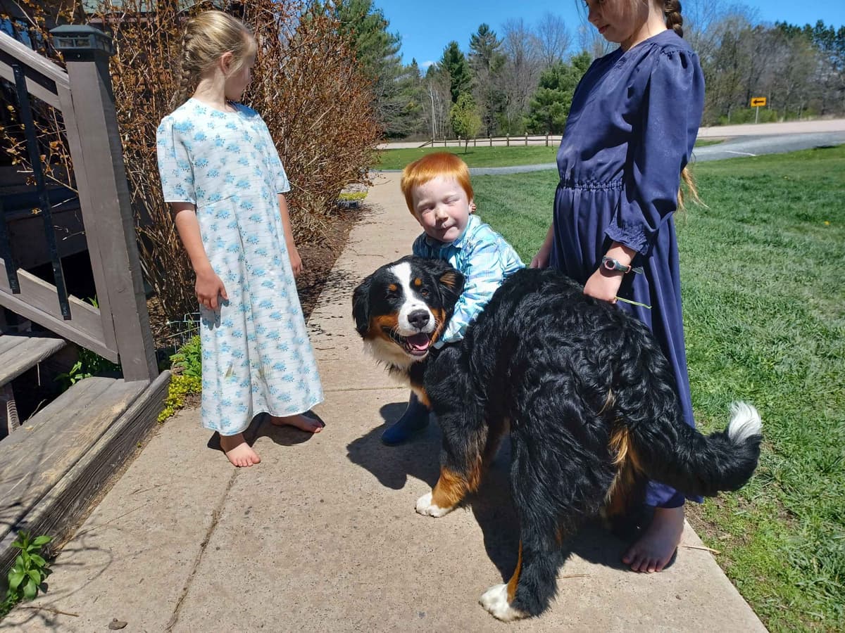 Bernese Mountain Dog Puppies breeder image 7