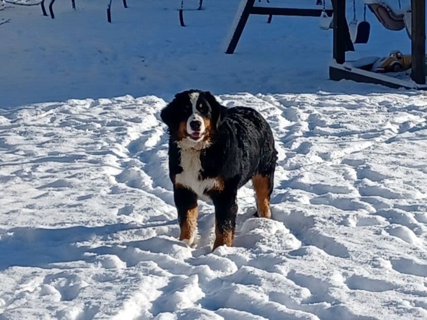 Bernese Mountain Dog Puppies breeder image 8