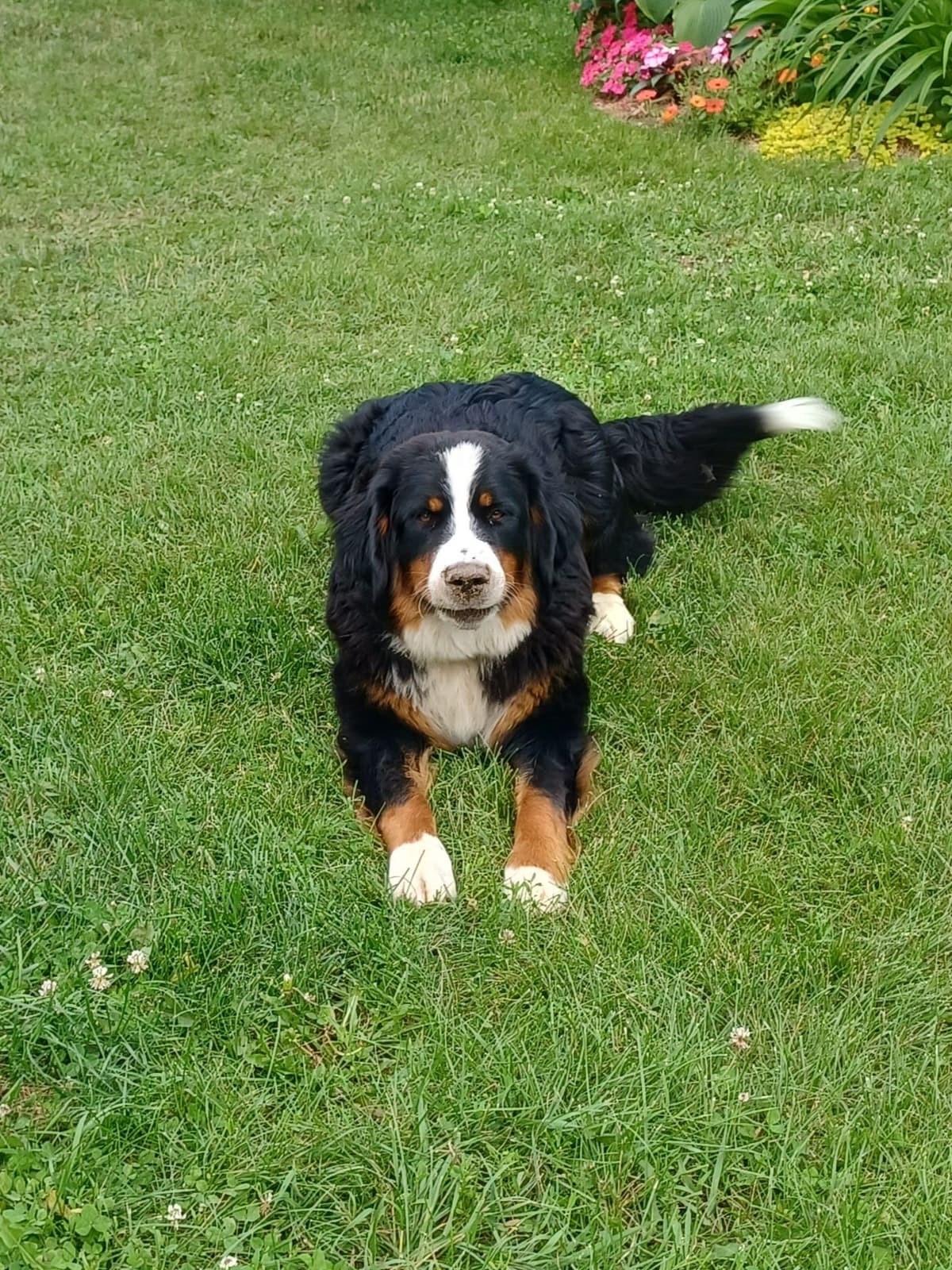 Bernese Mountain Dog Puppies breeder image 9
