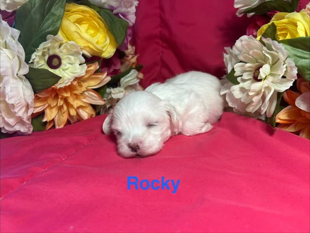 Maltese Puppies media 8