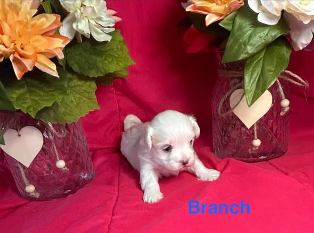 Maltese Puppies media 2