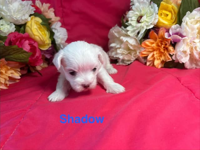 Maltese Puppies media 9