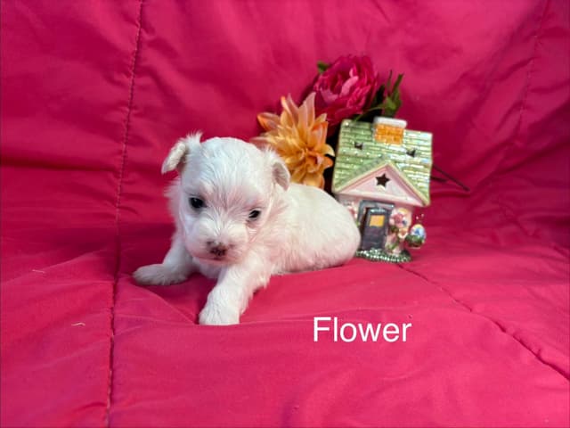 Maltese Puppies media 5