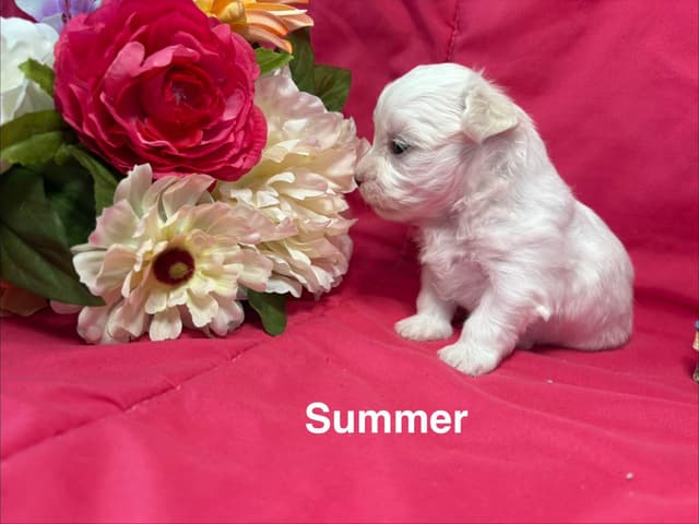 Maltese Puppies media 3