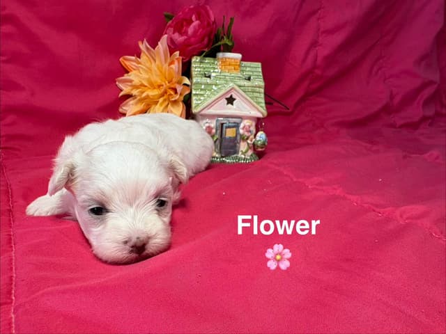 Maltese Puppies media 6