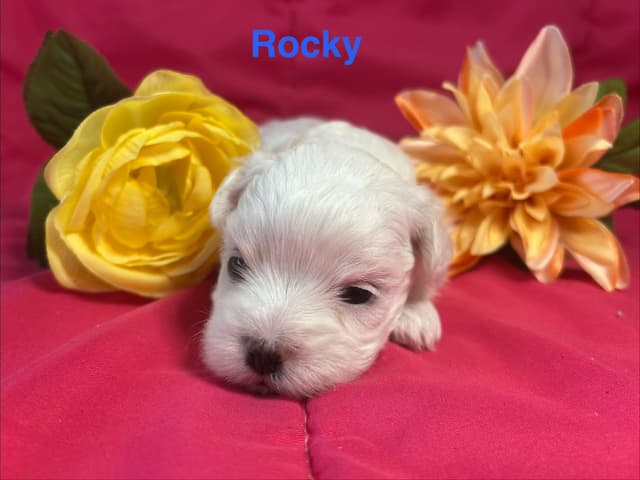 Maltese Puppies media 7