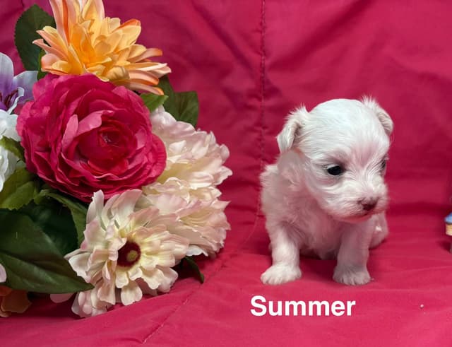 Maltese Puppies media 4