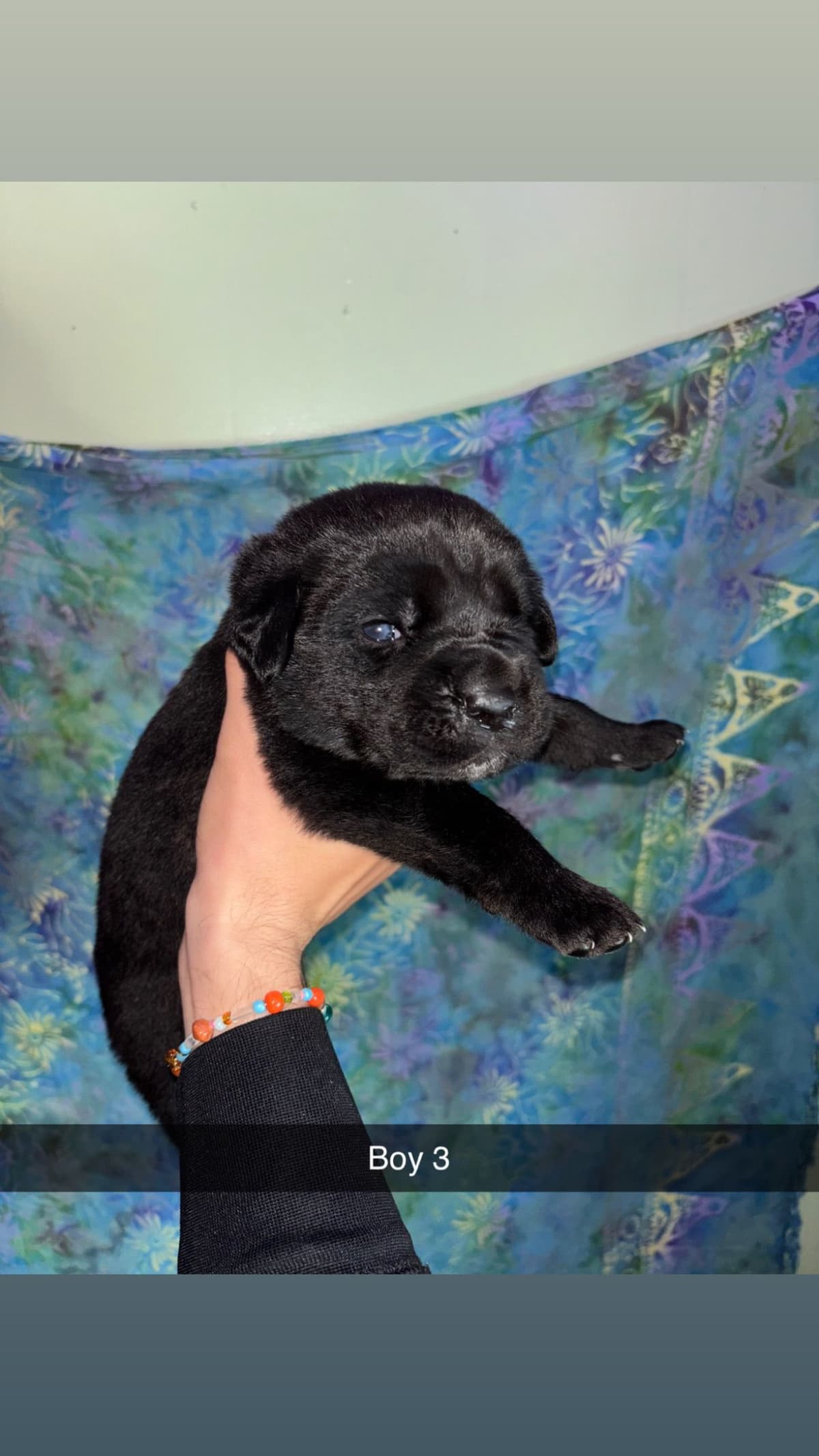 Cane Corso Puppies // updated pictures! // 8595565725 breeder image 1