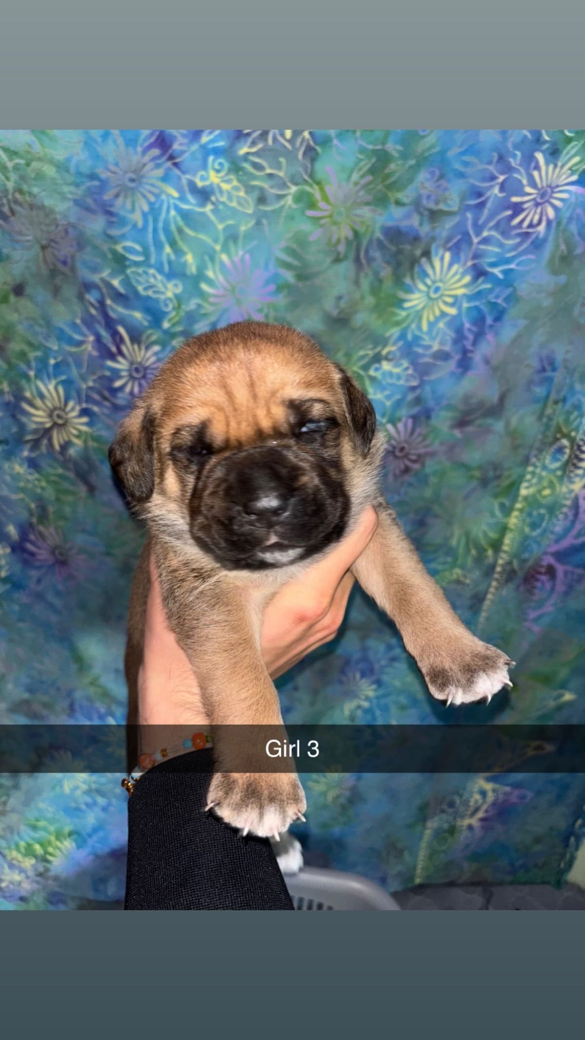 Cane Corso Puppies // updated pictures! // 8595565725 breeder image 3