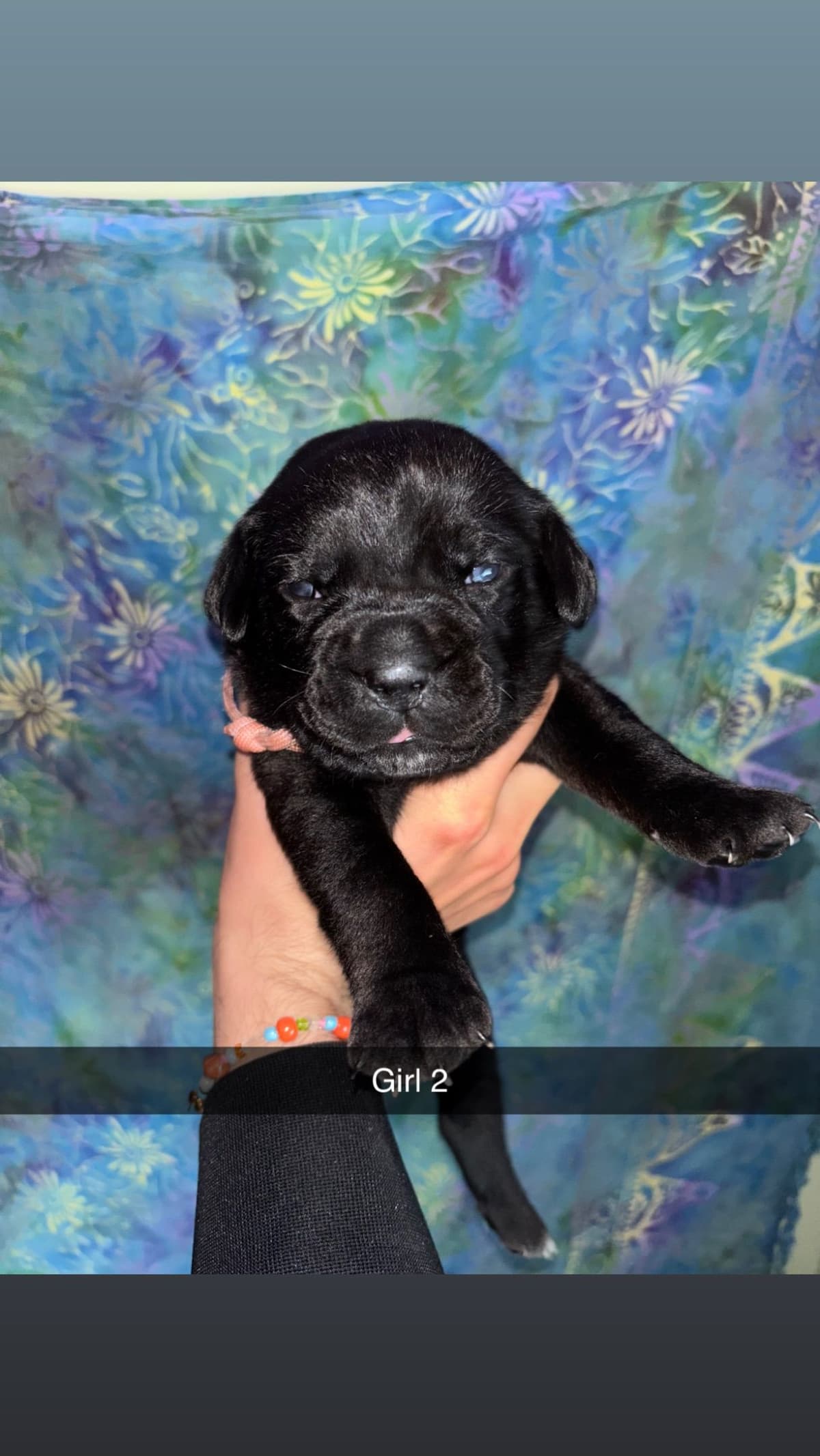 Cane Corso Puppies // updated pictures! // 8595565725 breeder image 5