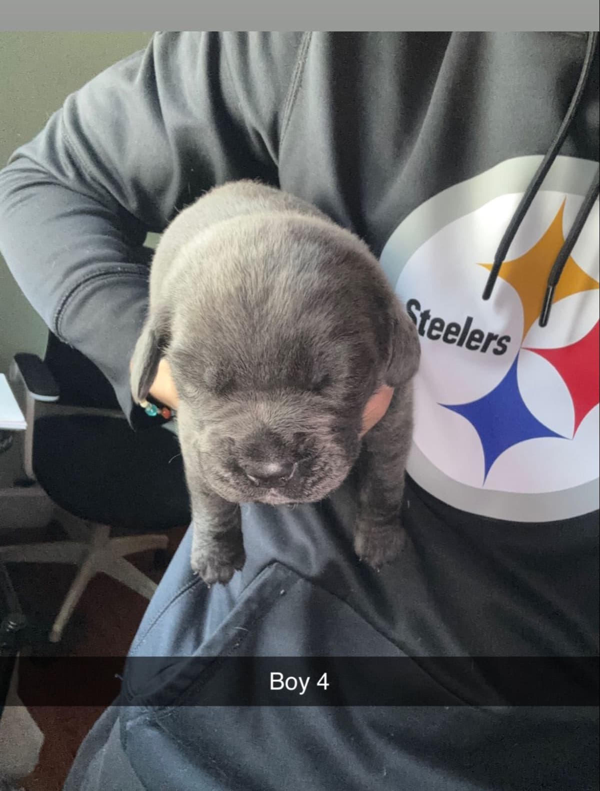 Cane Corso Puppies // updated pictures! // 8595565725 breeder image 4