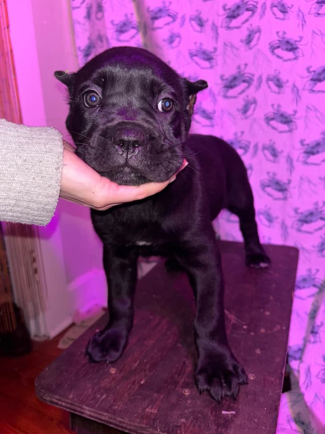 Cane Corso Puppies // updated pictures! // 8595565725 media 2