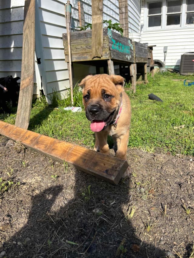Cane Corso Puppies // updated pictures! // 8595565725 media 3