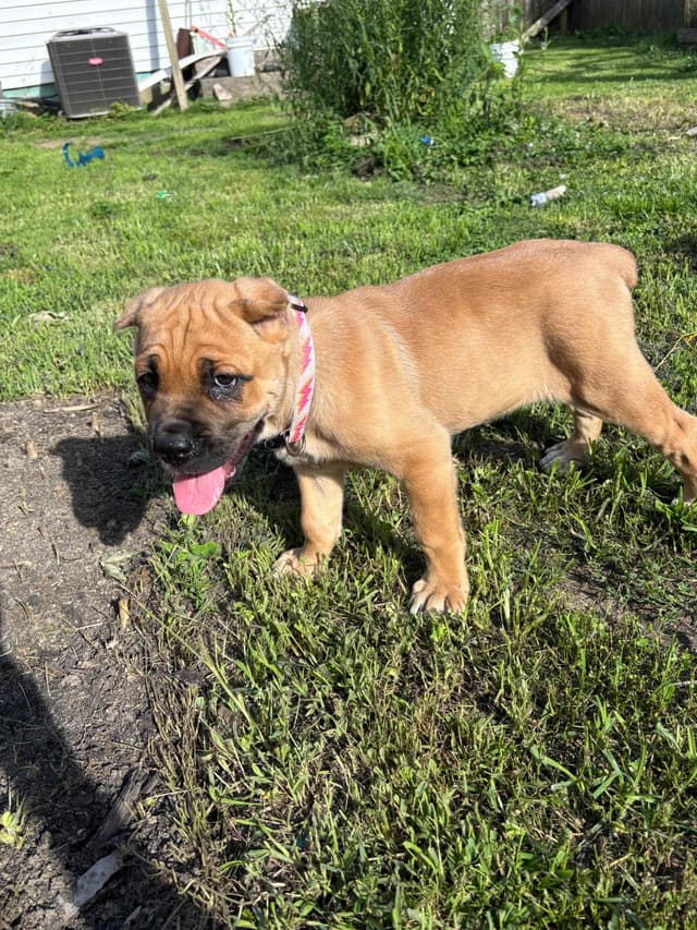 Cane Corso Puppies // updated pictures! // 8595565725 media 4