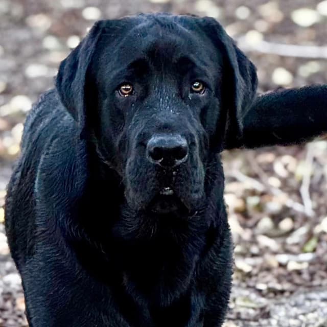 Labrador Retriever Puppies media 2