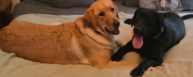 Labrador Retriever Puppies media 6
