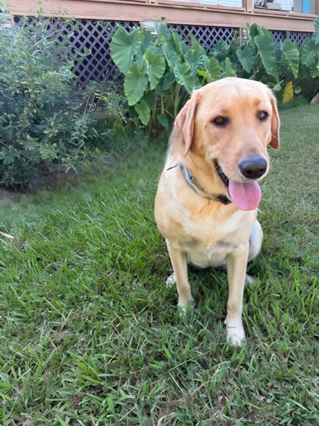 Labrador Retriever Puppies media 7