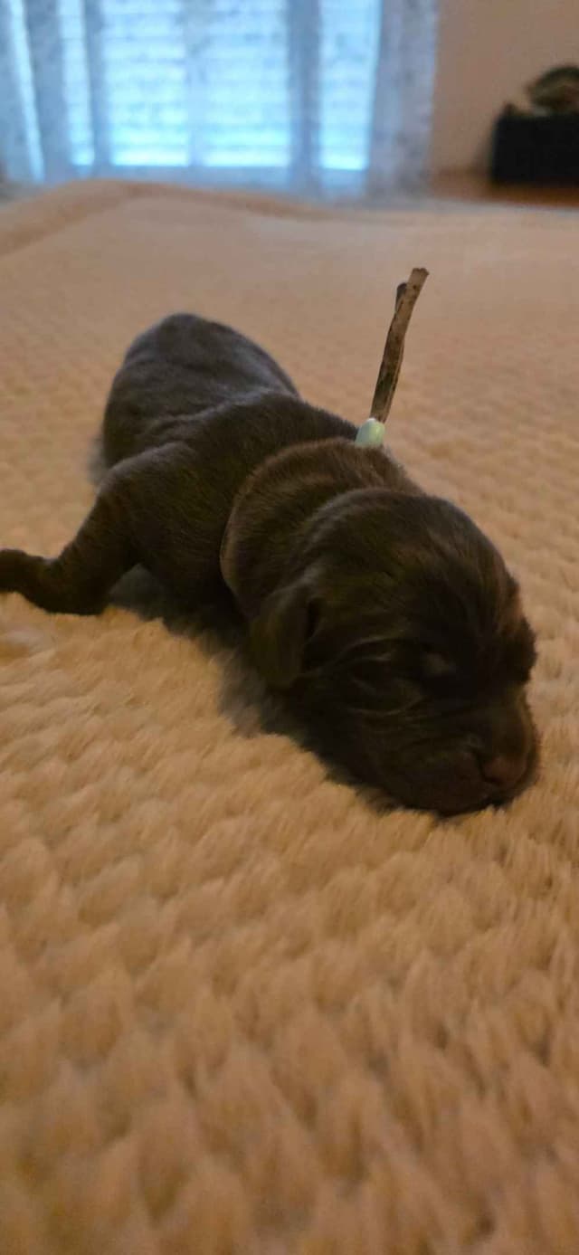 Labrador Retriever Puppies media 8
