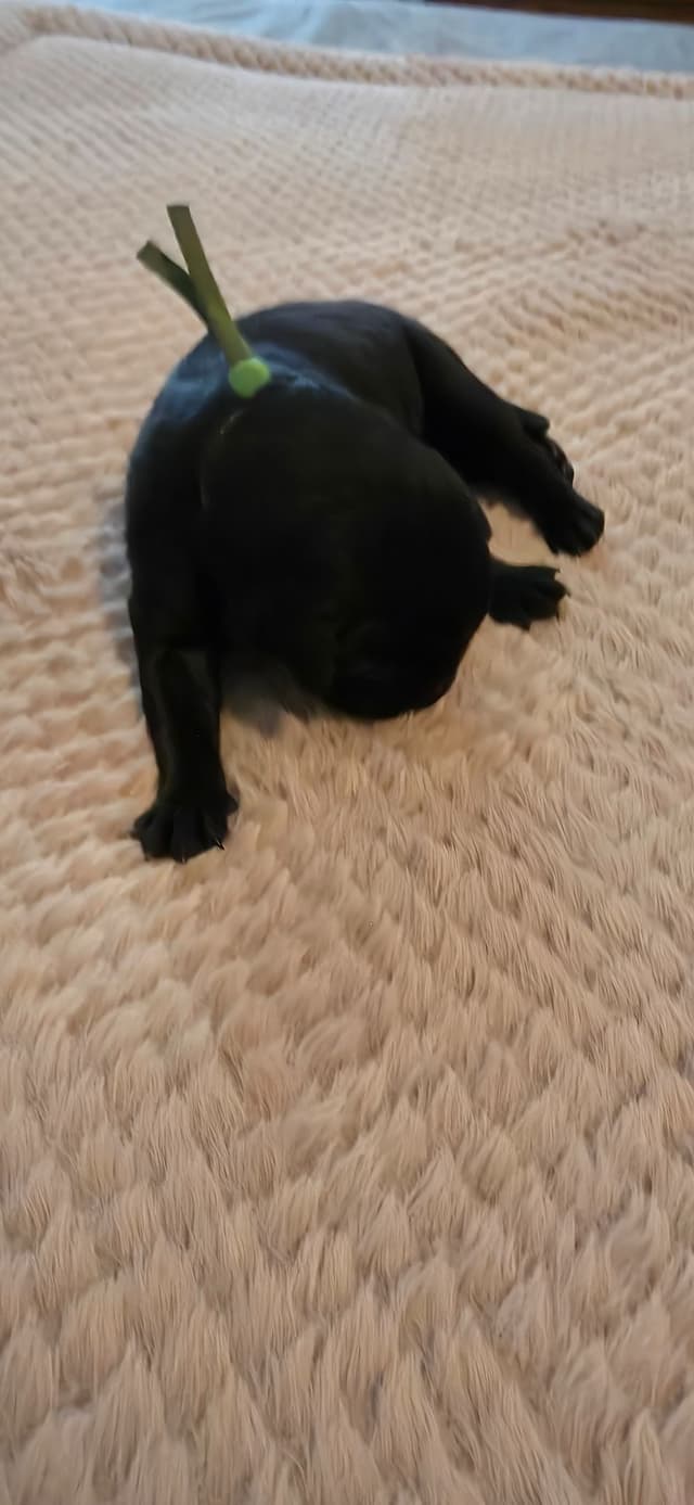 Labrador Retriever Puppies media 9