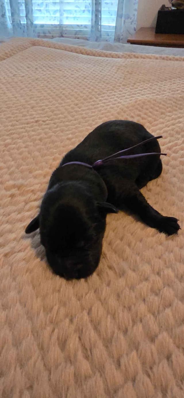 Labrador Retriever Puppies media 10