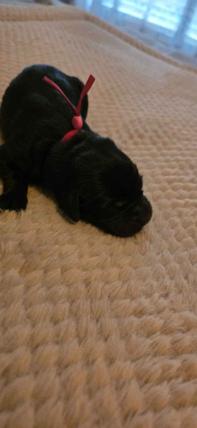 Labrador Retriever Puppies media 11