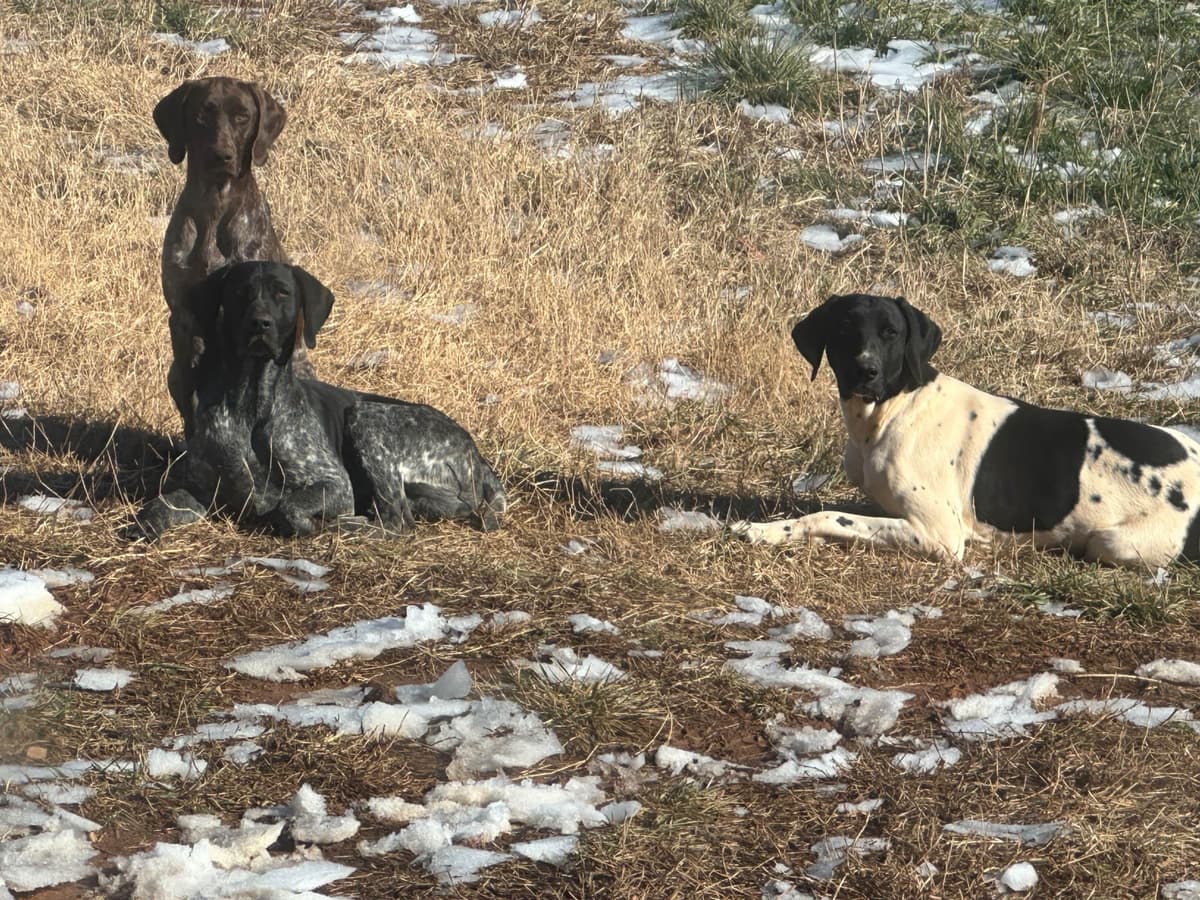Simpsonville, SC - German Shorthaired Pointer Puppies breeder image 1