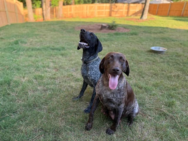 Simpsonville, SC - German Shorthaired Pointer Puppies media 7